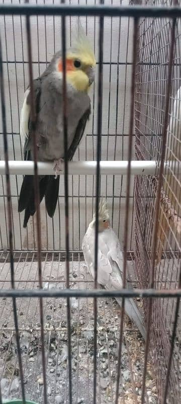 2 pairs cockatiel parot 2