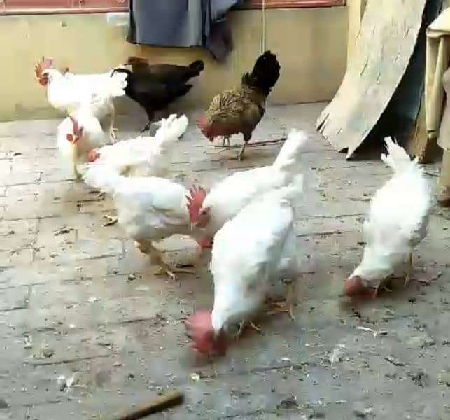 for sale cock age 1 year active and healthy 0