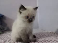 persian cat breader female triple cod and doll face