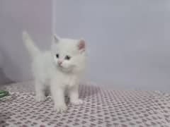 Persian kittens/ Persian cat /tripple coated / doll face kittens