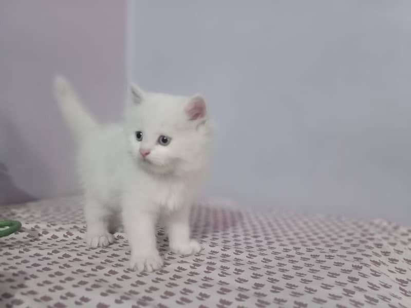 Persian kittens/ Persian cat /tripple coated / doll face kittens 2