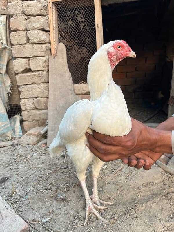 Sale Sale Full pure White Aseel hen available 5