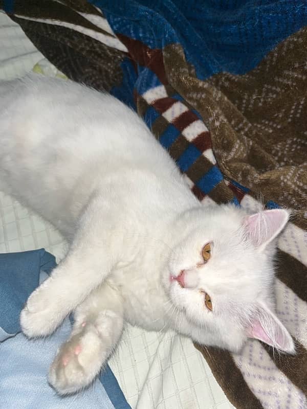 persian triple coat white kitten honey eyes 0