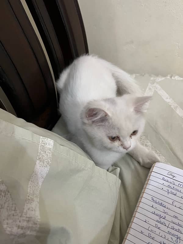 persian triple coat white kitten honey eyes 1