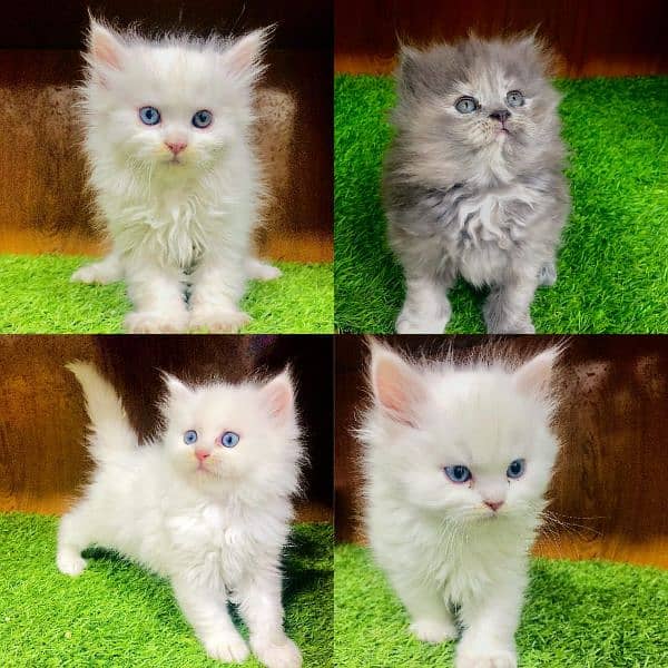 Persian Punch face triple coat cat Kitten 9