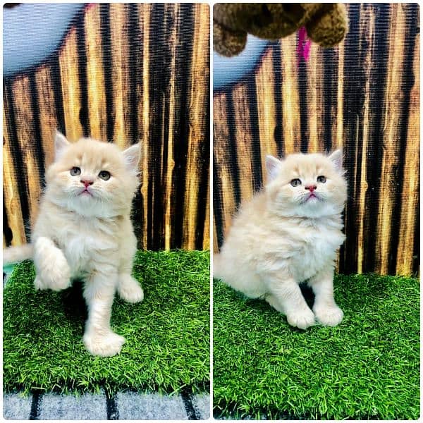 Persian Punch face triple coat cat Kitten 13