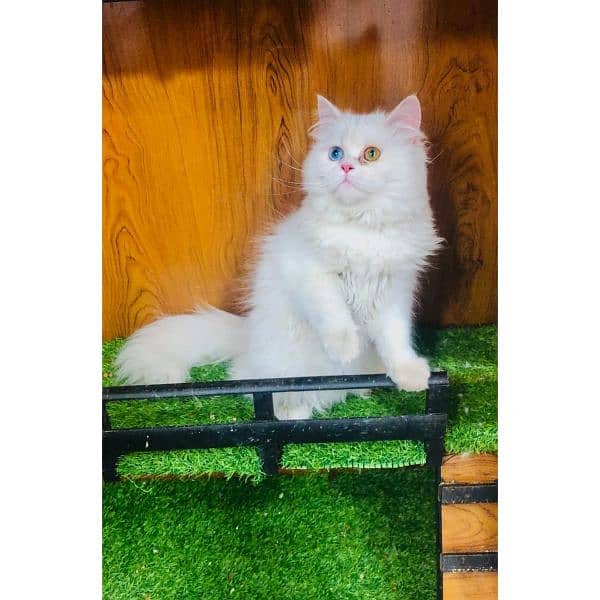 Persian Punch face triple coat cat Kitten 16