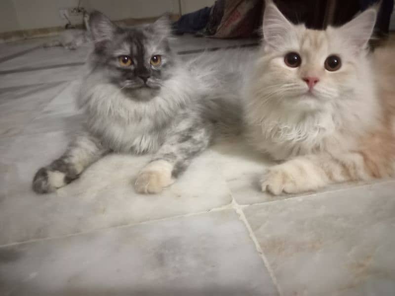 persian kitten for sale 0