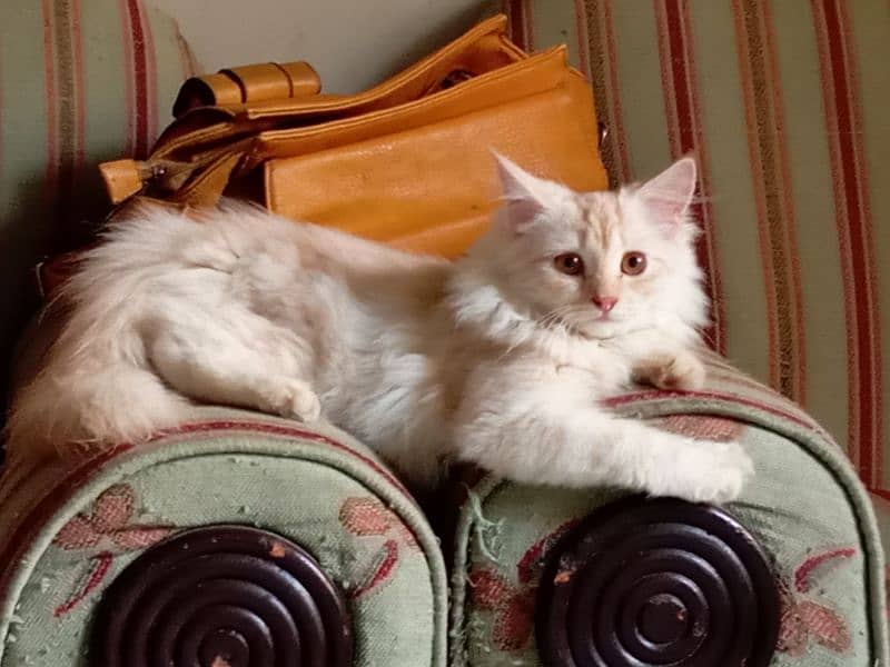 persian kitten for sale 2