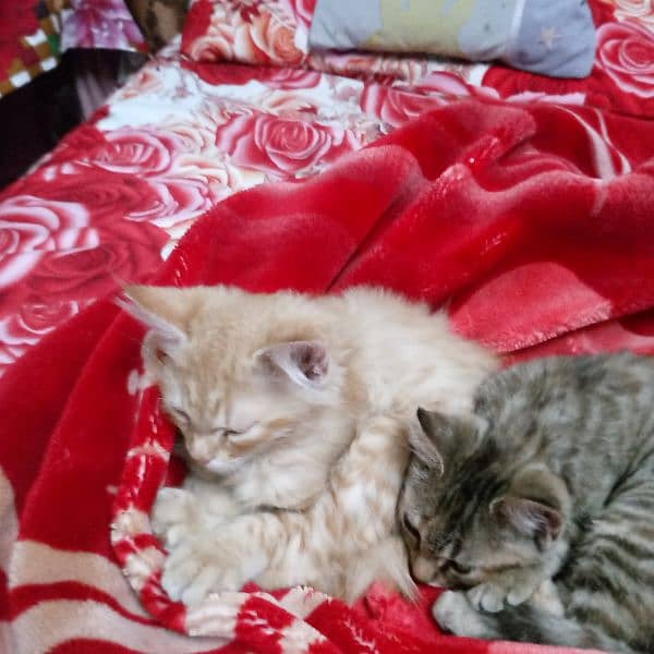 3 months double coated Persian kittens 2