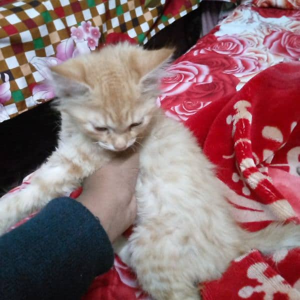 3 months double coated Persian kittens 3