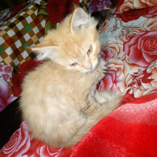 3 months double coated Persian kittens 6