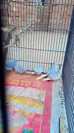 diamond dove breeder pair