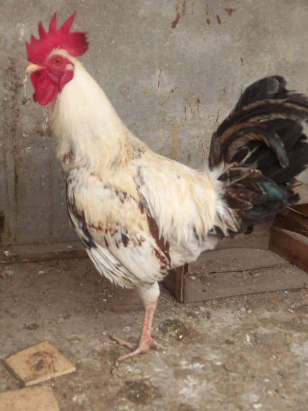 desi hen pair 4