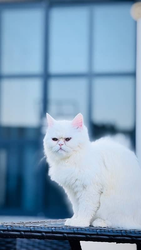 persian pure white punch face cat 0