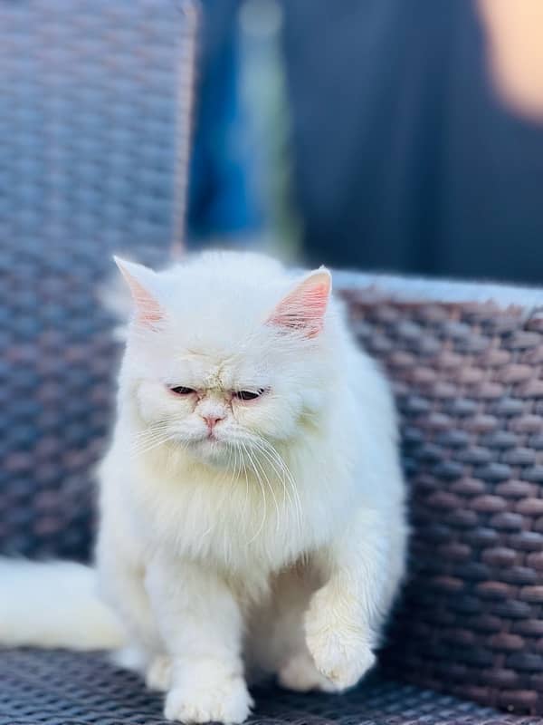 persian pure white punch face cat 1