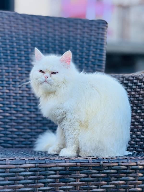 persian pure white punch face cat 2