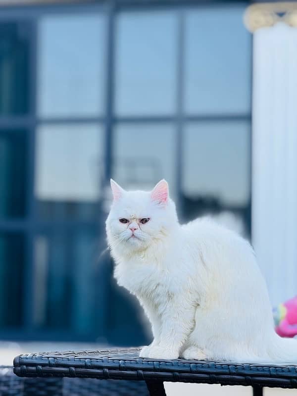 persian pure white punch face cat 3