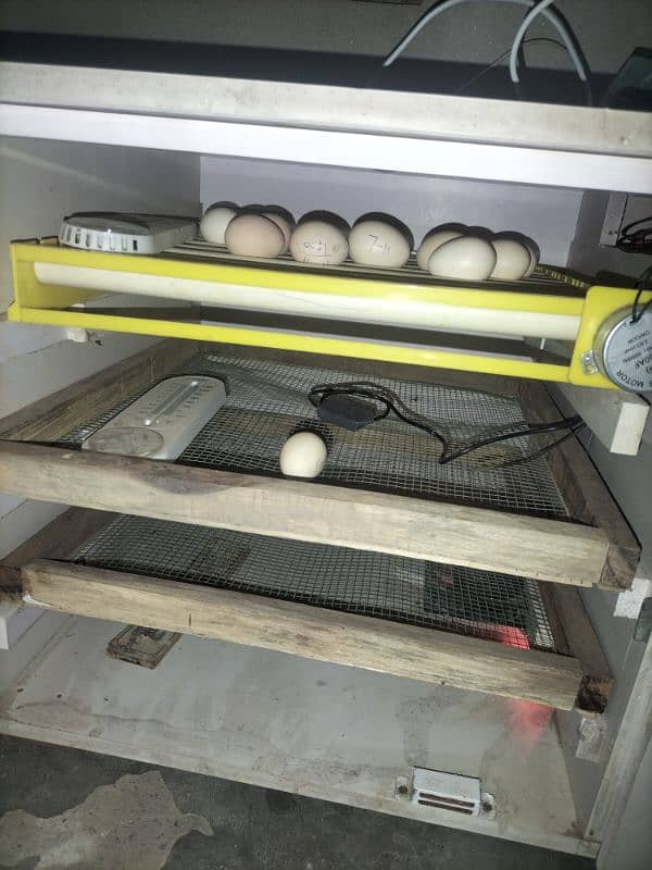 pvc sheet . 300 capacity eggs . semi Auto 1