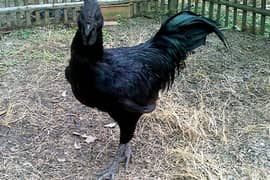 Ayam Cemani Grey tongue