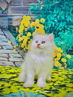 Persian Punch face triple coat cat Kitten