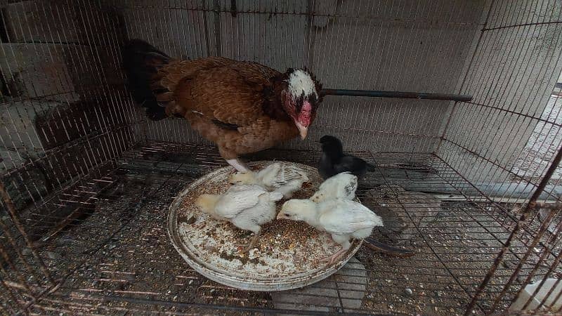 Aseel Mianwali Chicks for sale - 4 pcs - age 7 days 0