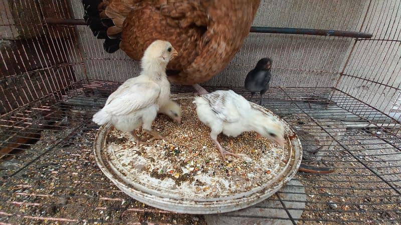 Aseel Mianwali Chicks for sale - 4 pcs - age 7 days 1