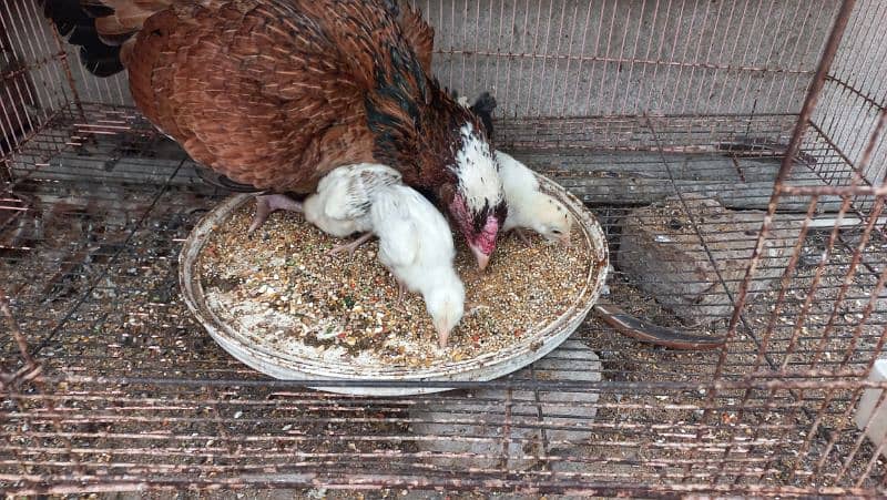 Aseel Mianwali Chicks for sale - 4 pcs - age 7 days 3