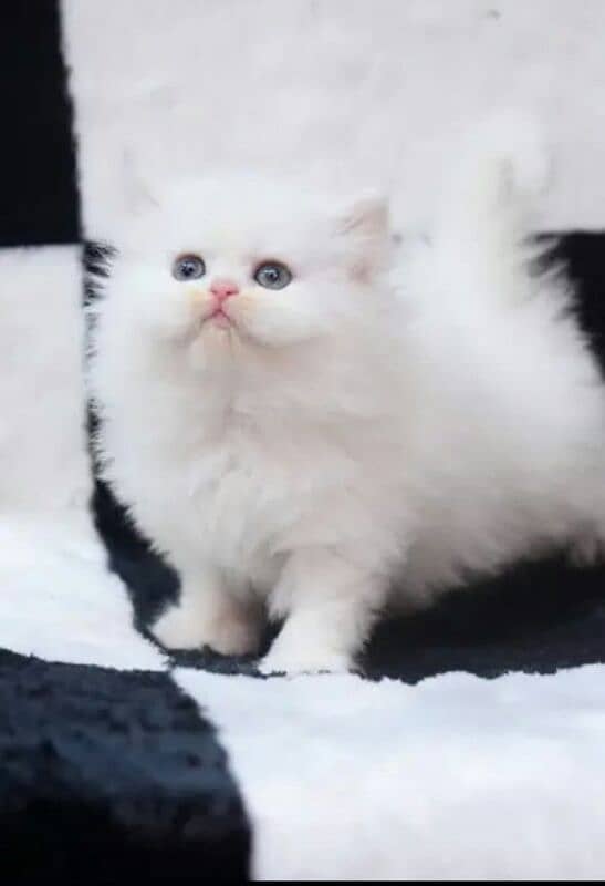 Persian Cat for sale my WhatsApp number03468556940 0