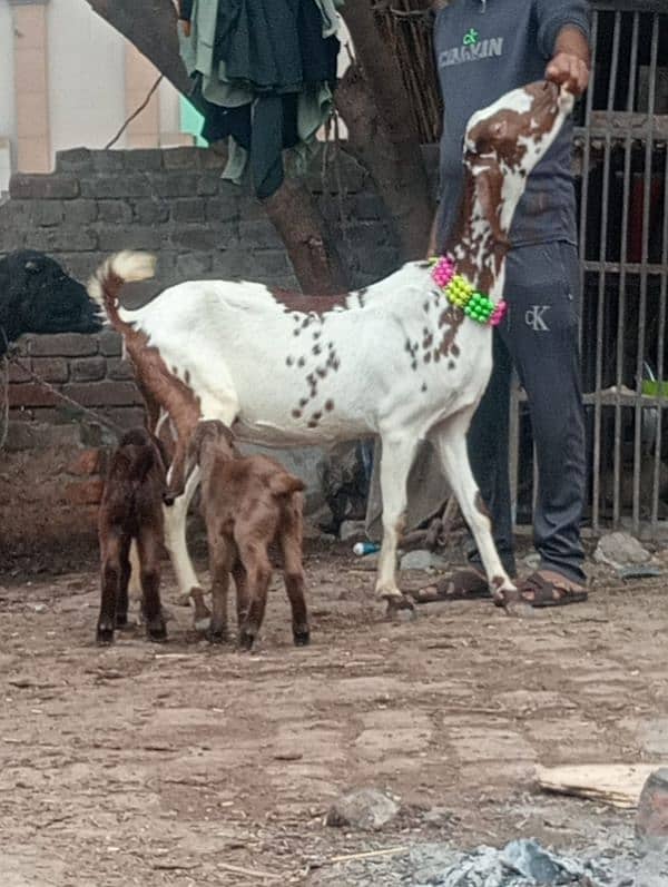 Nagara bakri bacha ka shatha 0