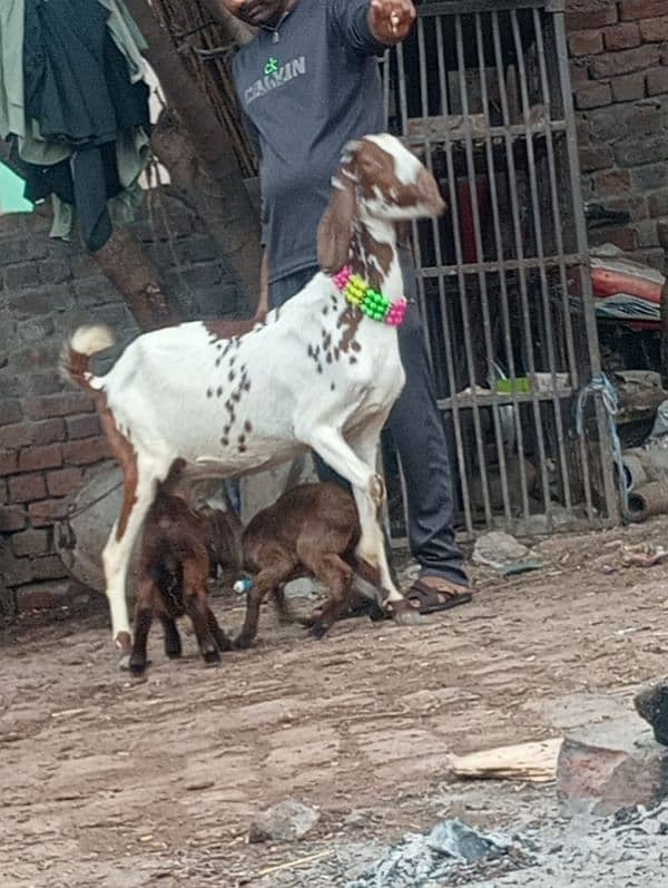 Nagara bakri bacha ka shatha 1