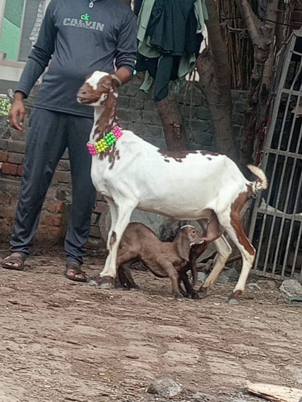 Nagara bakri bacha ka shatha 2