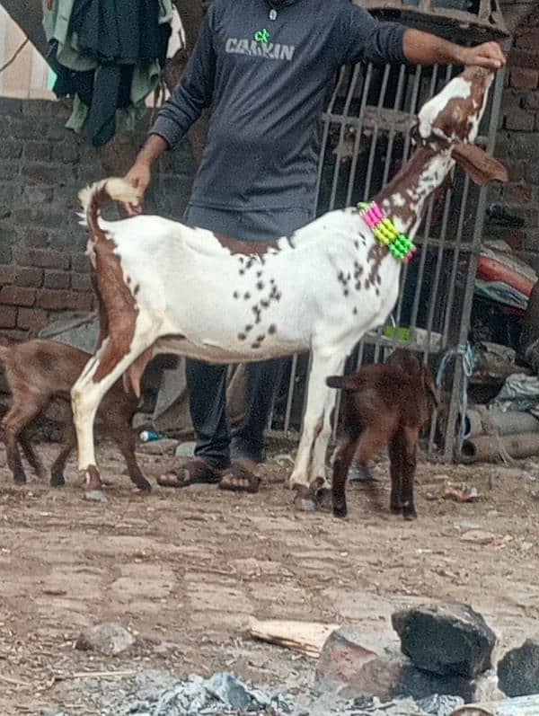 Nagara bakri bacha ka shatha 3