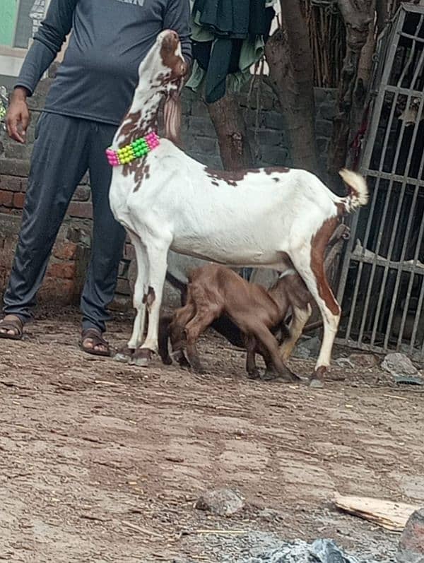 Nagara bakri bacha ka shatha 4