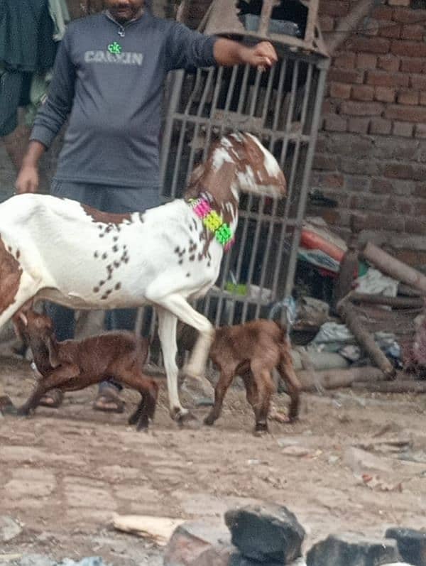 Nagara bakri bacha ka shatha 5