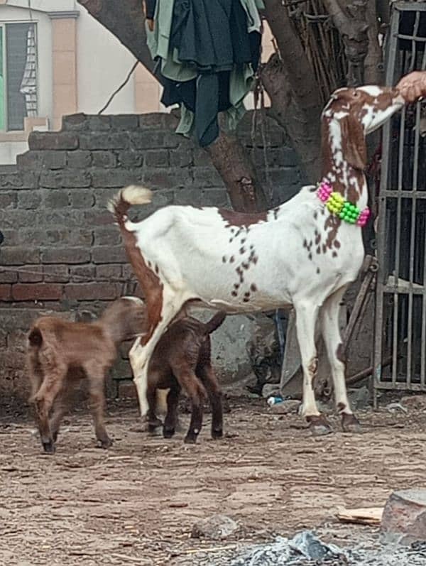 Nagara bakri bacha ka shatha 7