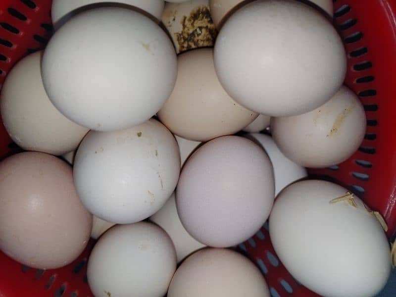 desi eggs available 0