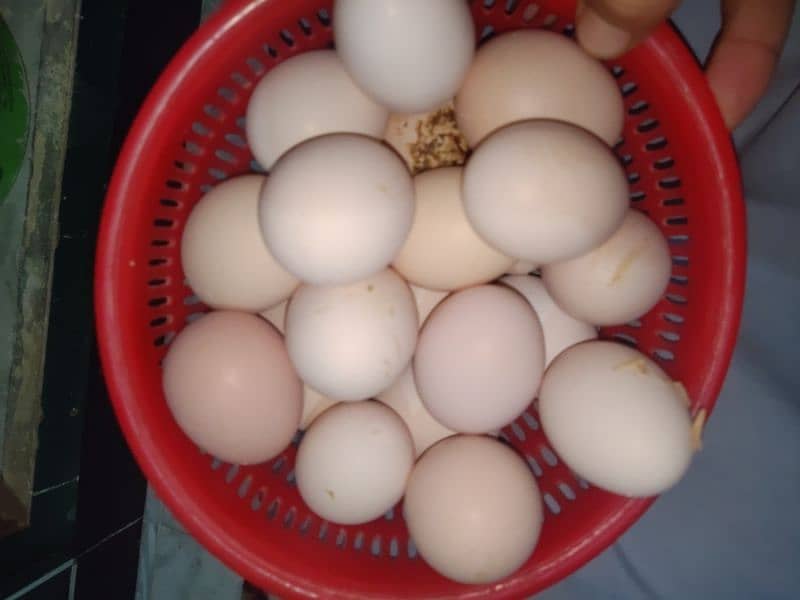 desi eggs available 1