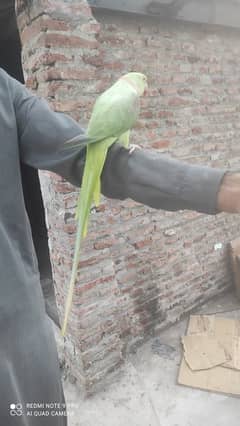 parrot for sale