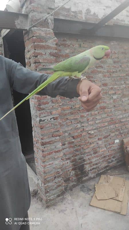 parrot for sale 1