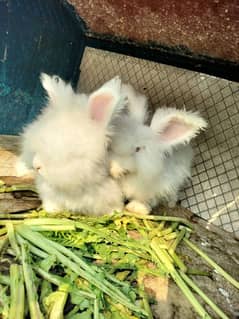 English angora rabbits breeder for sale