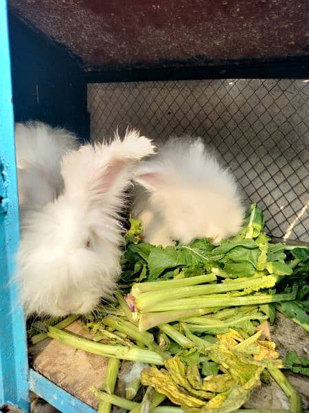 English angora rabbits breeder for sale 1