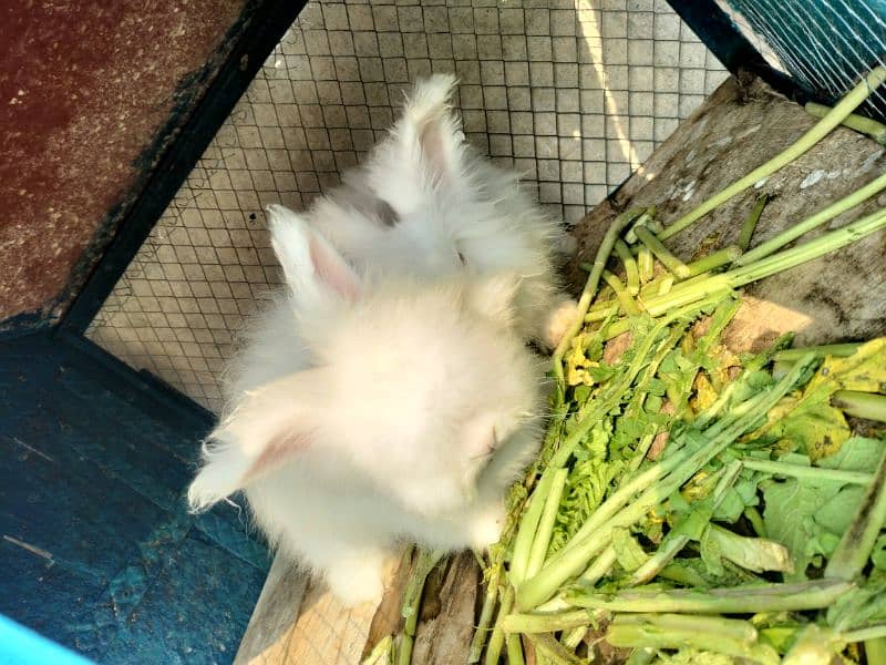 English angora rabbits breeder for sale 2