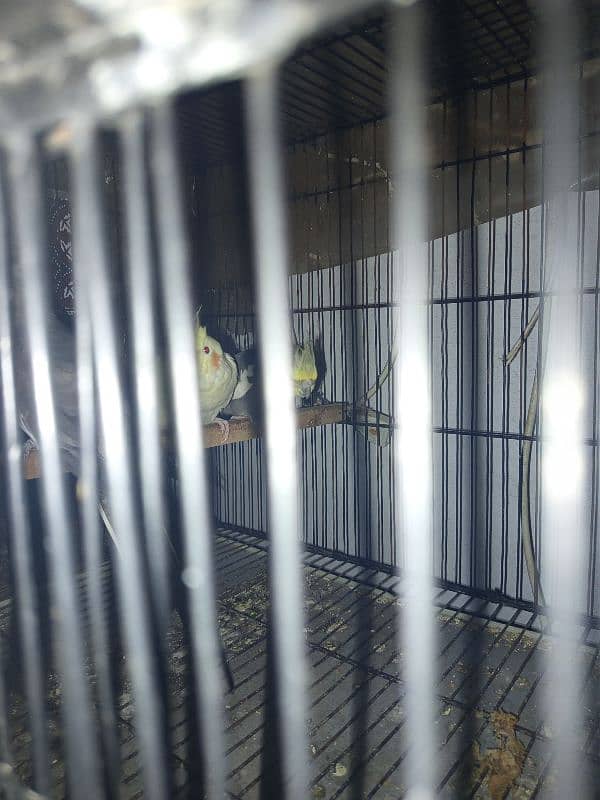 All cockatiel for sale, 7 pieces 2