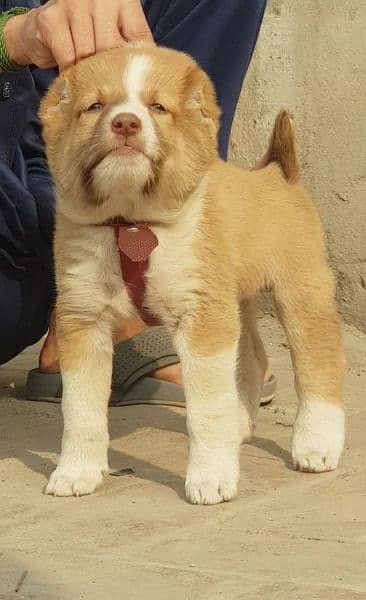 King Alabai male pure breed security dog 2months for sale 0