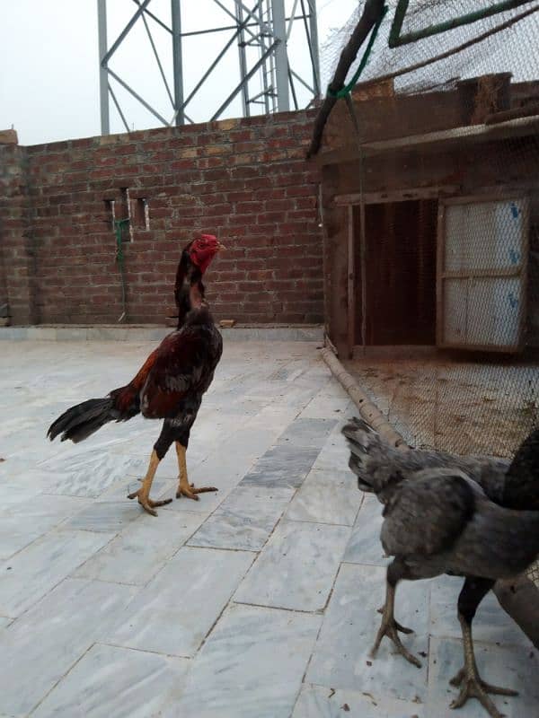 Pakistani or thi croos full active pair price 12000 final ha 4