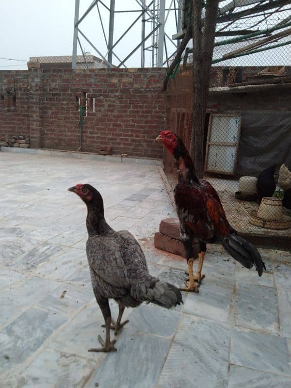 Pakistani or thi croos full active pair price 12000 final ha 5