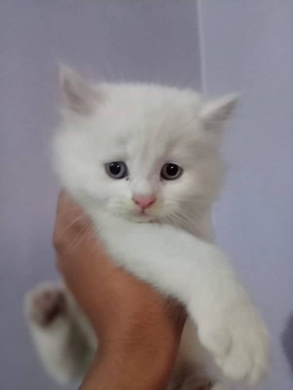 Persian kittens/ Persian cat /tripple coated / doll face kittens 7