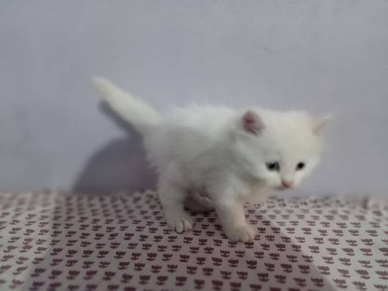 Persian kittens/ Persian cat /tripple coated / doll face kittens 15