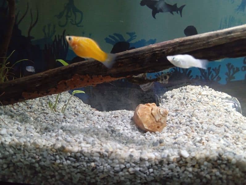 Family of Guppies, tetras, zebra danios and pleco with aquarium 2